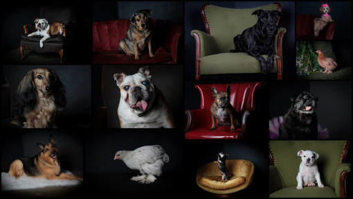 Glamour, senior, pets, and headshot sessions. Melissa M. Harden at Studio 21 in Mattoon, IL