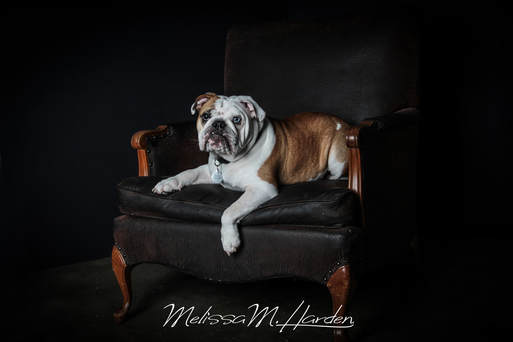 Glamour, senior, Pets, and headshot sessions. Melissa M. Harden at Studio 21 in Mattoon, IL